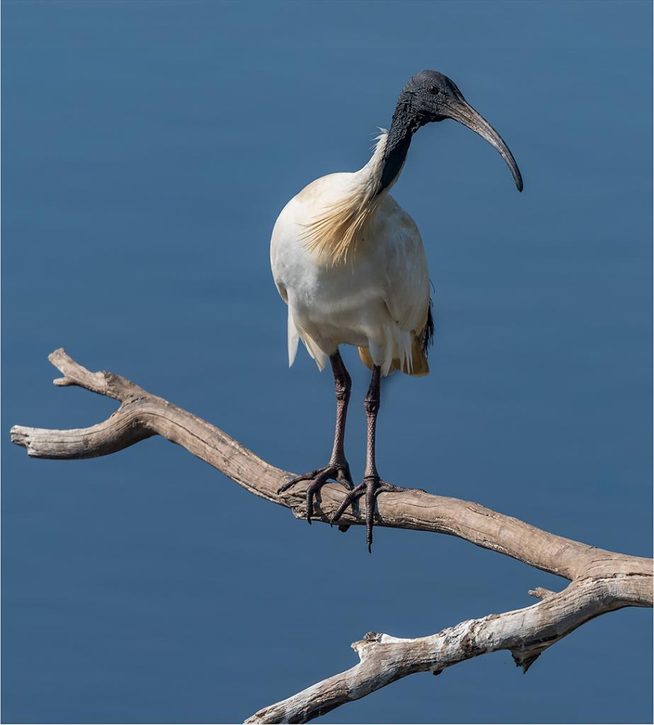 Ibis 2 by Greg Earl