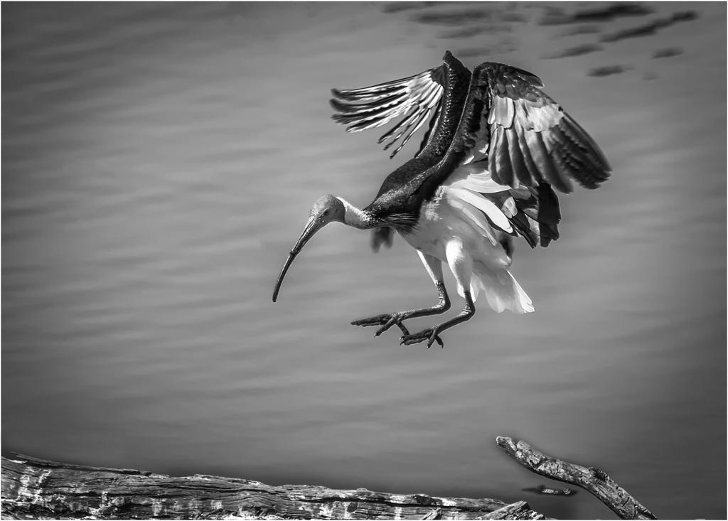 Ibis Landing by Valerie Earl