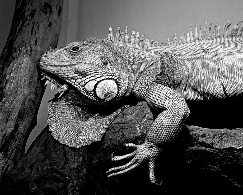 Iguana at Grampians Zoo by Helen Ansems