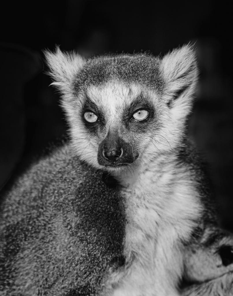 Lemur by Peter Hammer