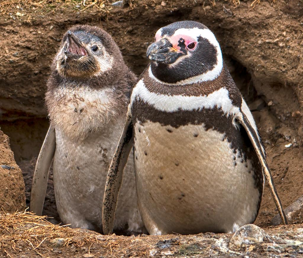 Magellenic Penguins by Mary de la Lande