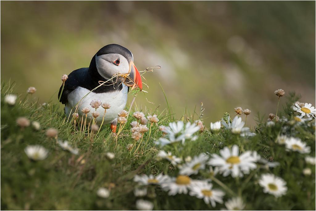 Nesting Puffin by Valerie Earl