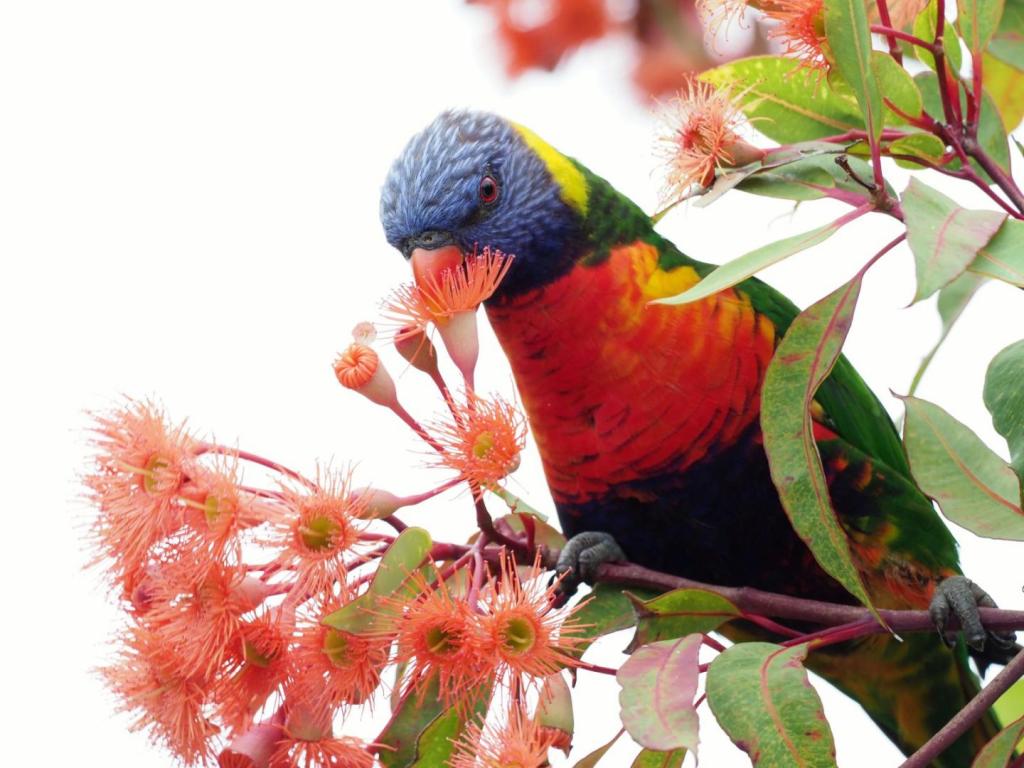 Ravenous Rainbow by John Thompson