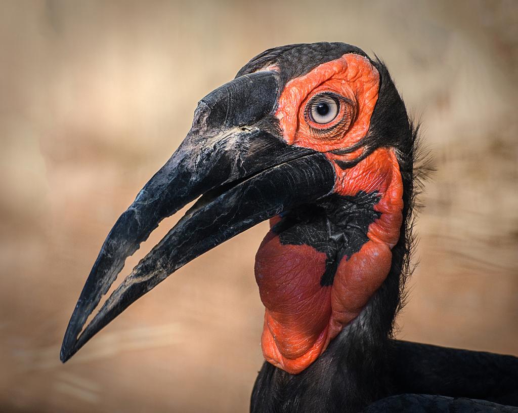 Southern Ground Hornbill by Margaret Edwards