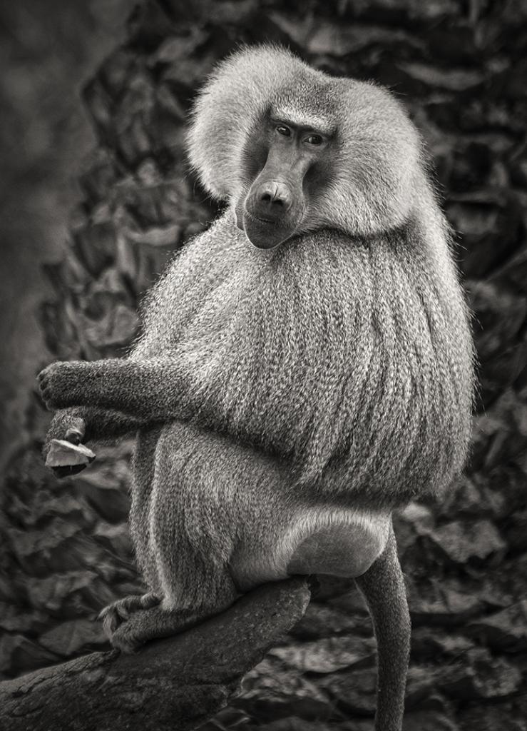 Baboon2 by Margaret Edwards