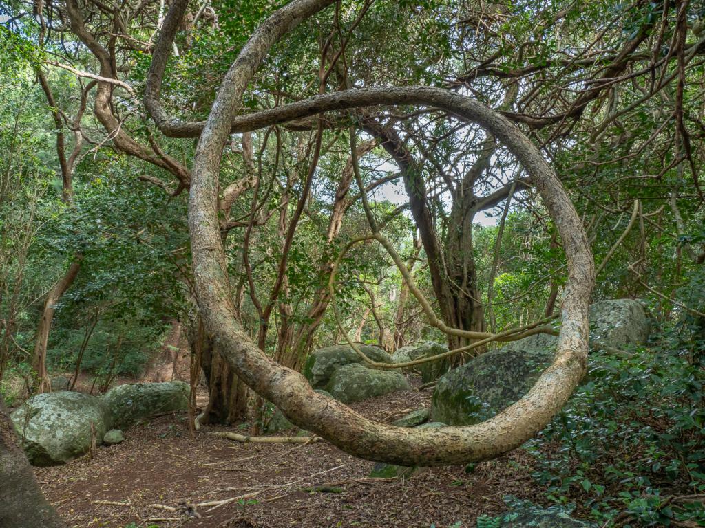 Forest Loop by Anne Seddon