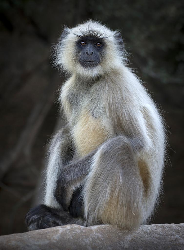 Grey Langur by Margaret Edwards