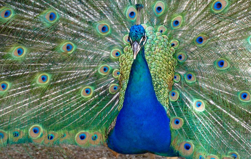 Peacock by Jenni Clarke