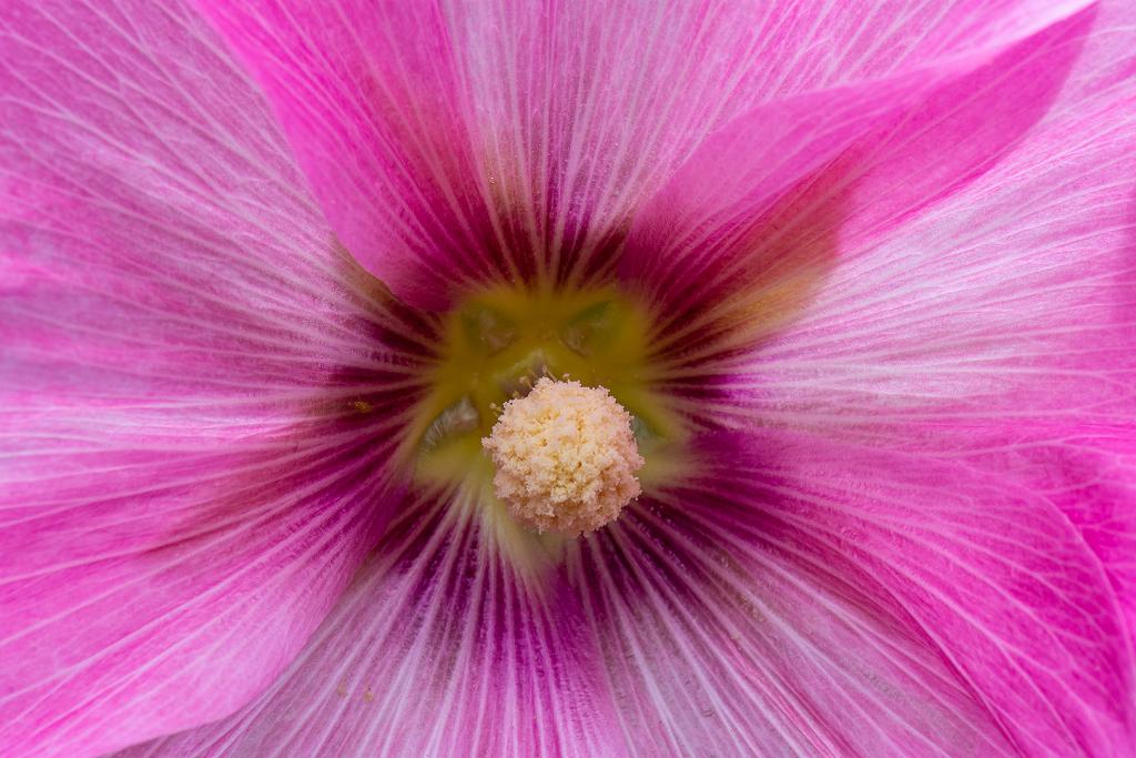 Pink Flower by Maree Williams