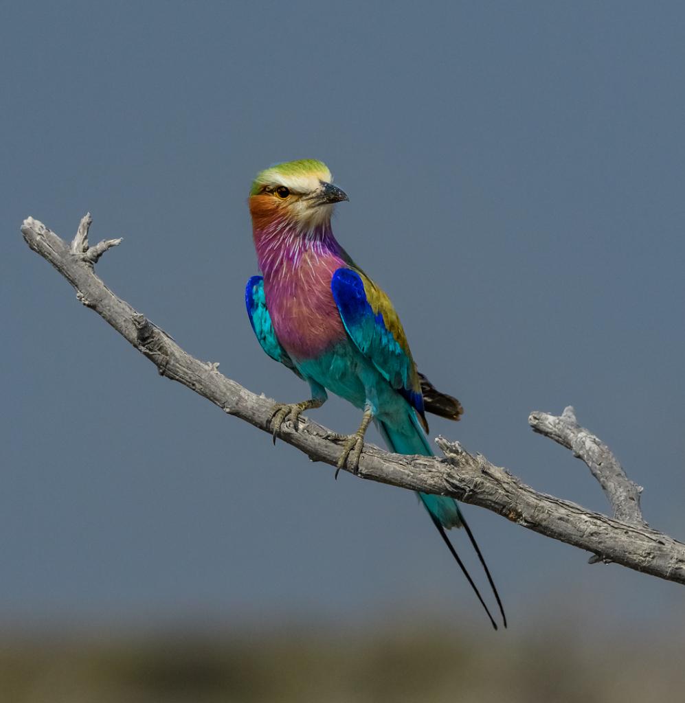 Roller No1 by Suzanne Calder