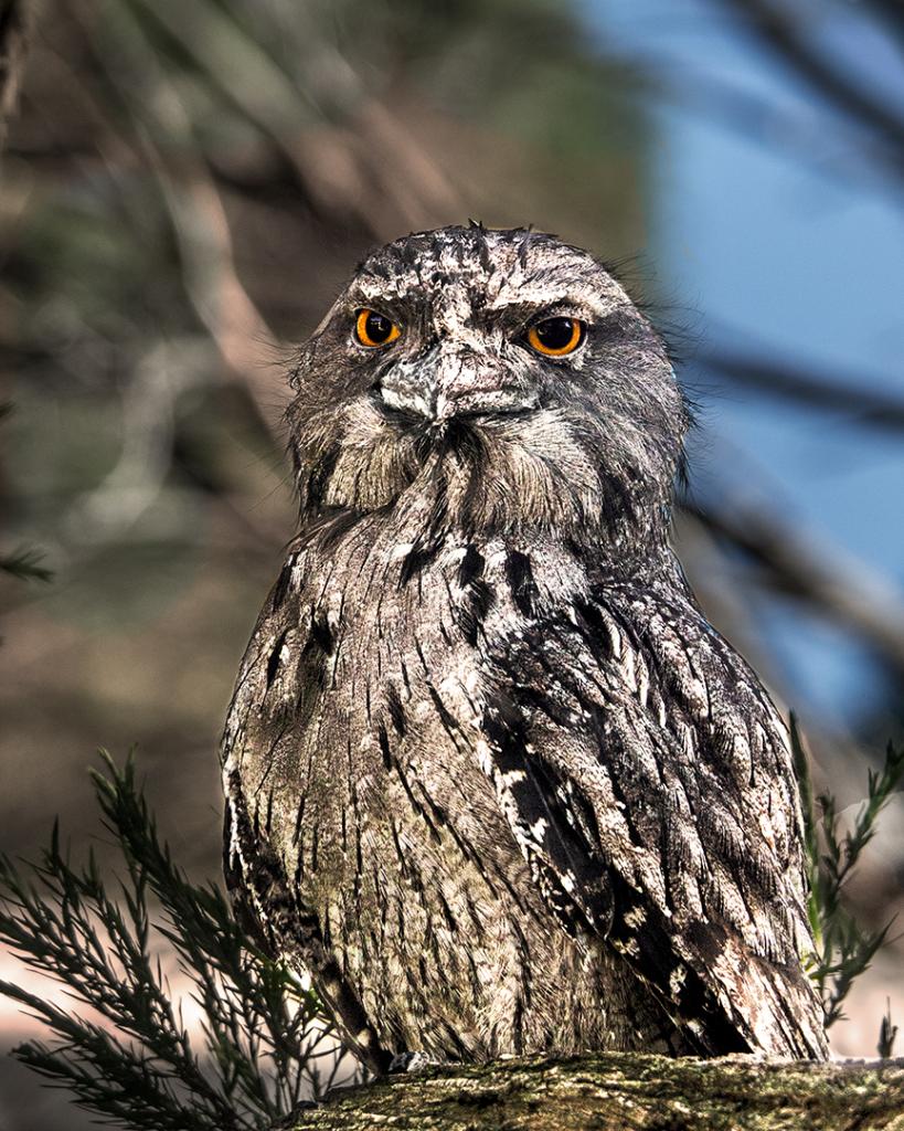 Tawny Frogmouth by Gil Urquhart