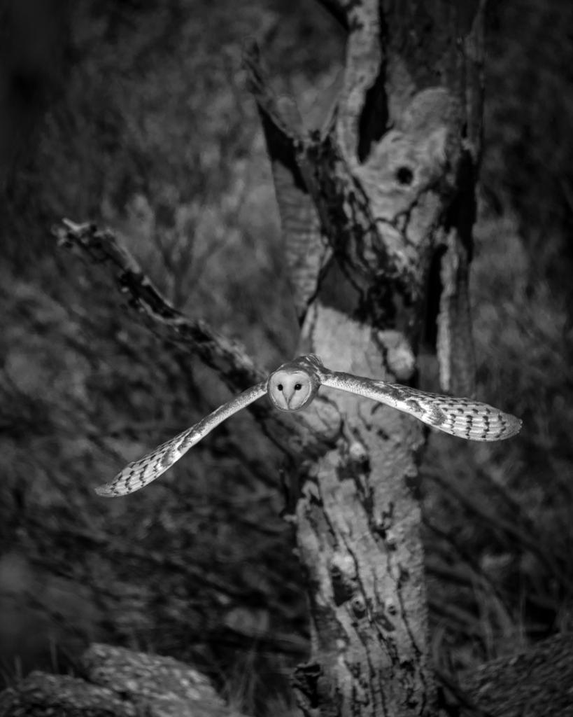 Aussie Barn Owl by Graeme Addie