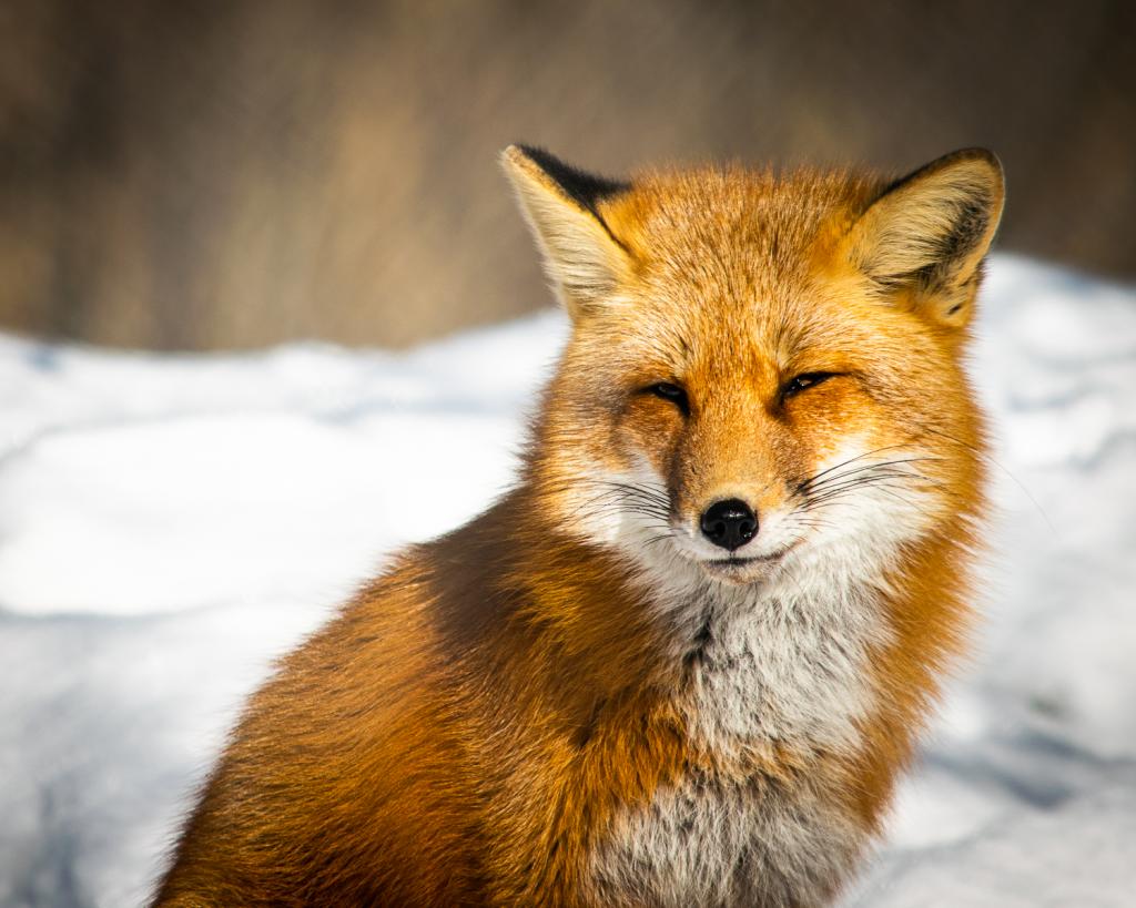 Fantastic Mr Fox by Stacey Poggioli