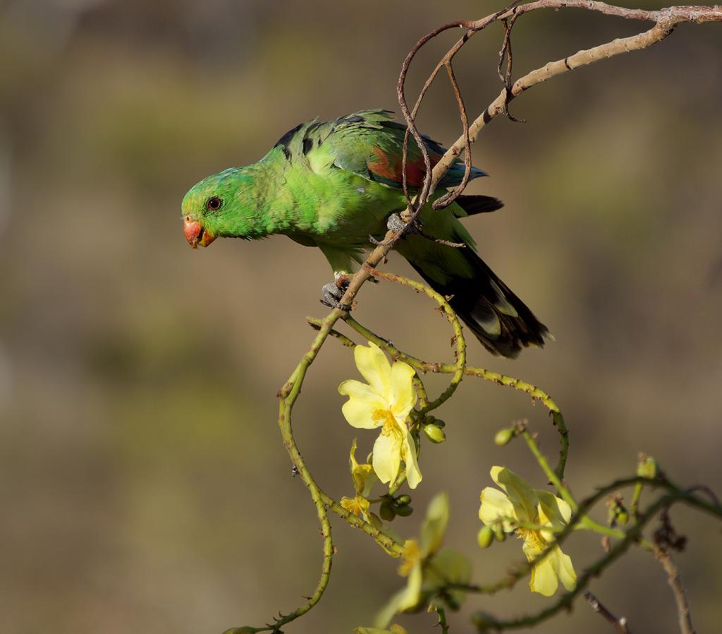 Green and Gold by Diane Peters