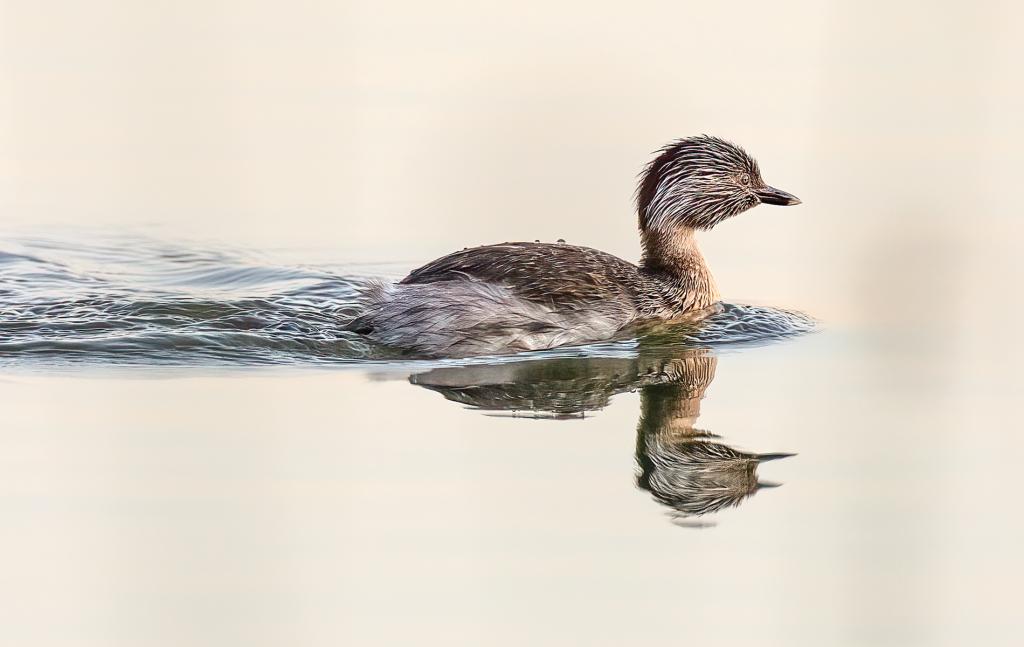 Mirror Morning by Jeffry Farman