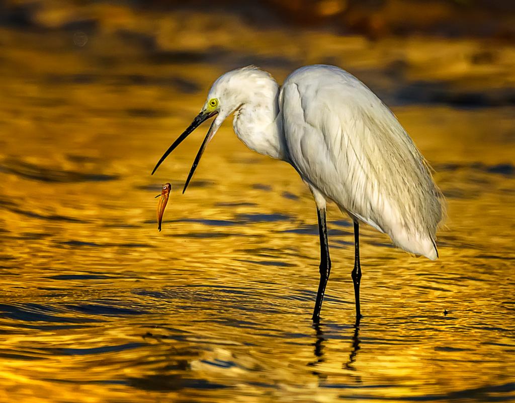 All in a days Fishing by Suzanne Calder