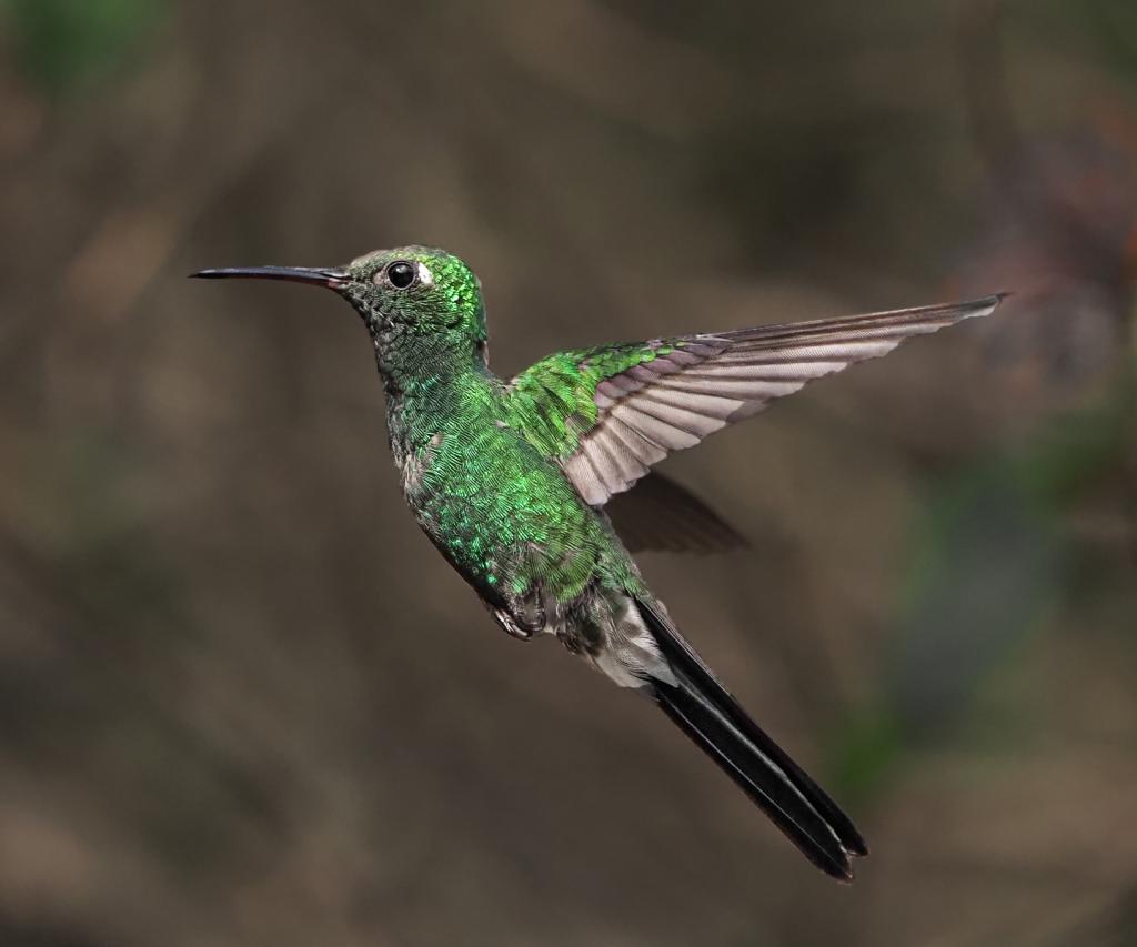 Hummingbird by Peter Hammer
