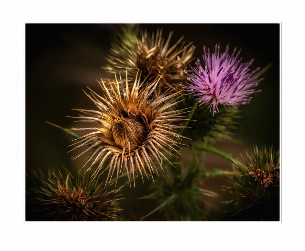 Thistle by Greg Earl