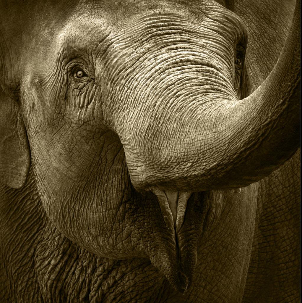 Elephant in your face 2 by Margaret Edwards