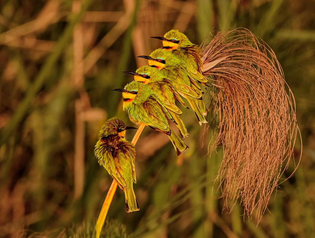 Little bee eaters Line Up by Peter Calder