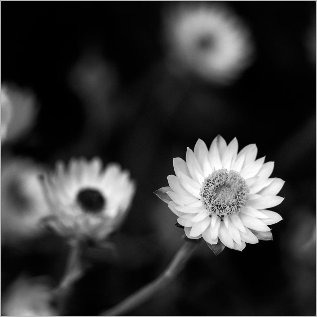 Paper daisy by Jan Presnell