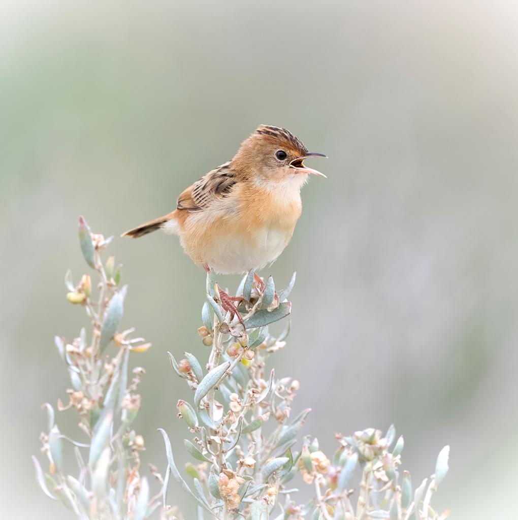 Softly calling Cisticola by Margaret Edwards