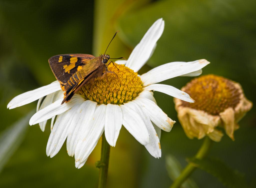 Skipper butterfly by Anne James