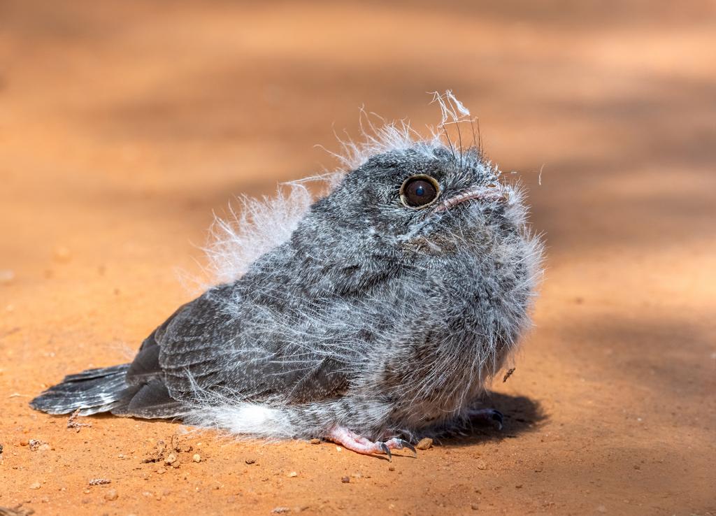 Baby Owlet-nightjar by Michiko Iida