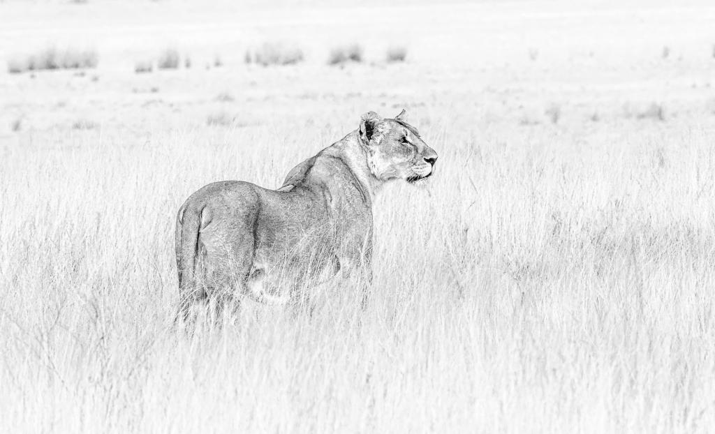 Proud Lioness by Suzanne Calder