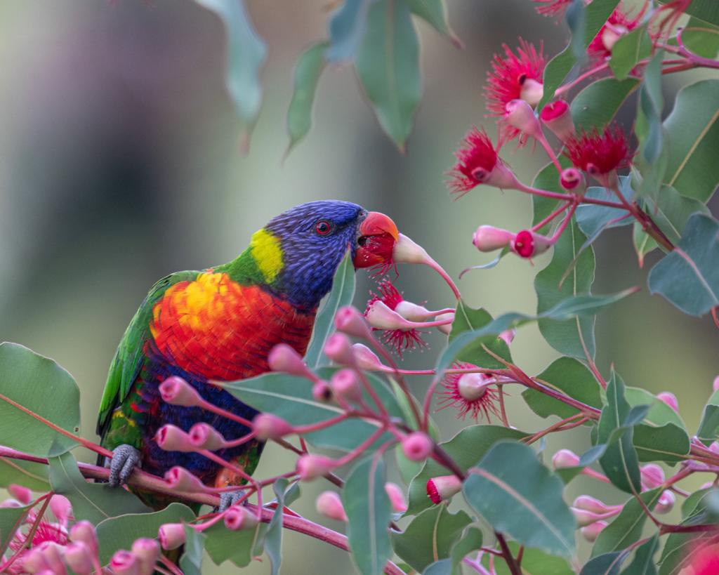 Nectar from the Gods by Alan Firth