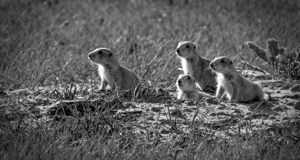 Wassat? by Don Hyatt