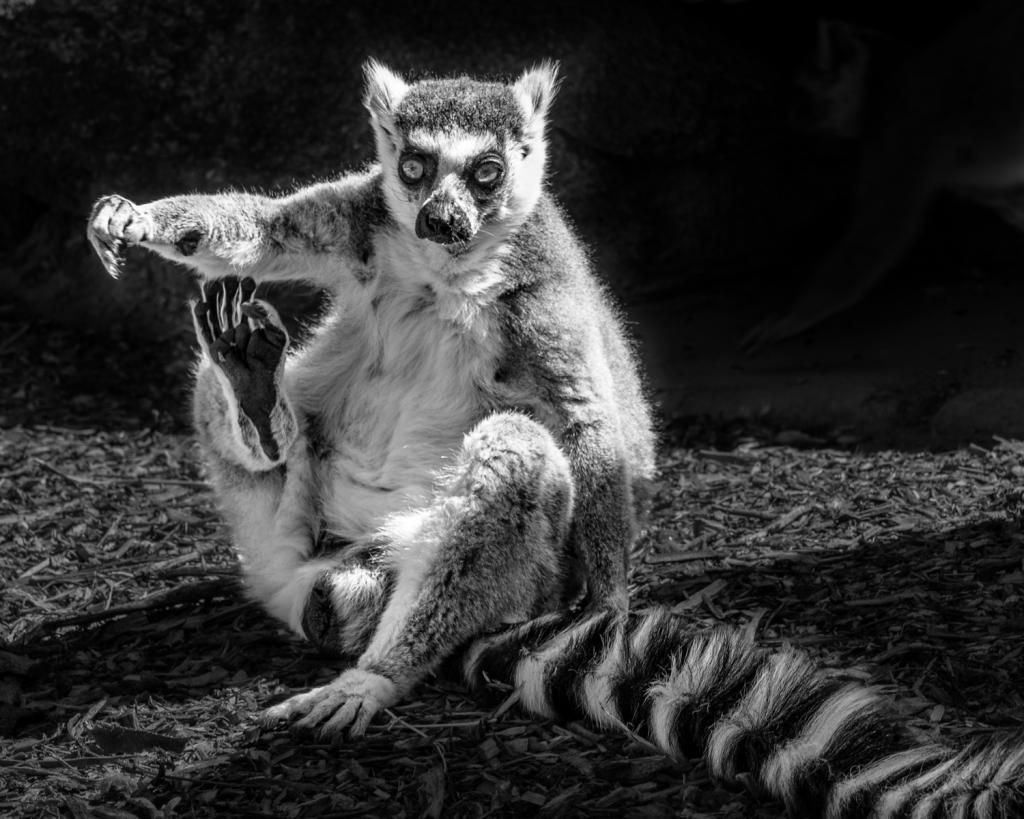 Lemur by Lee Stoter