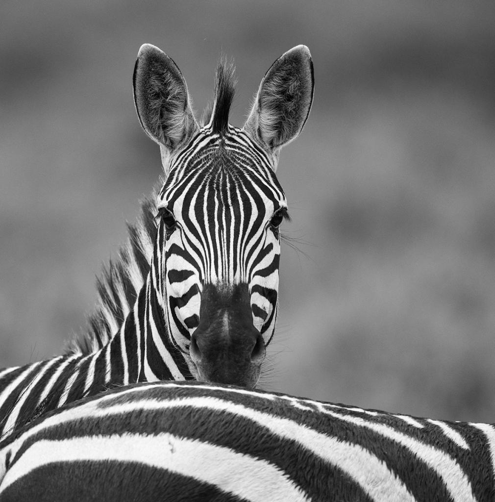 Zebras on the Serengeti by Bruce McPhail