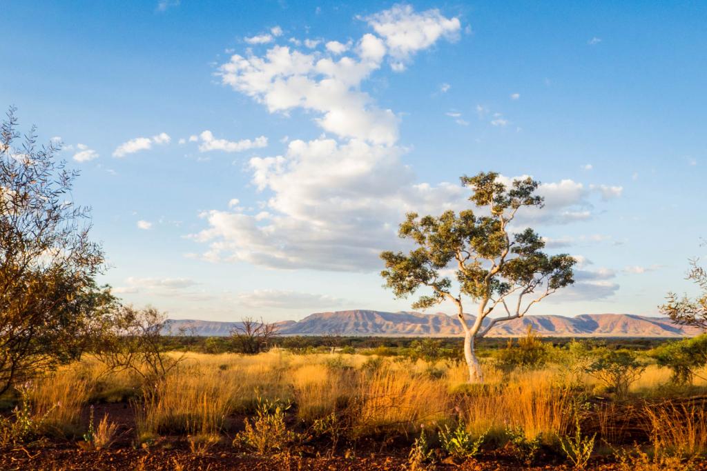Evening in the Outback by Liz Mann