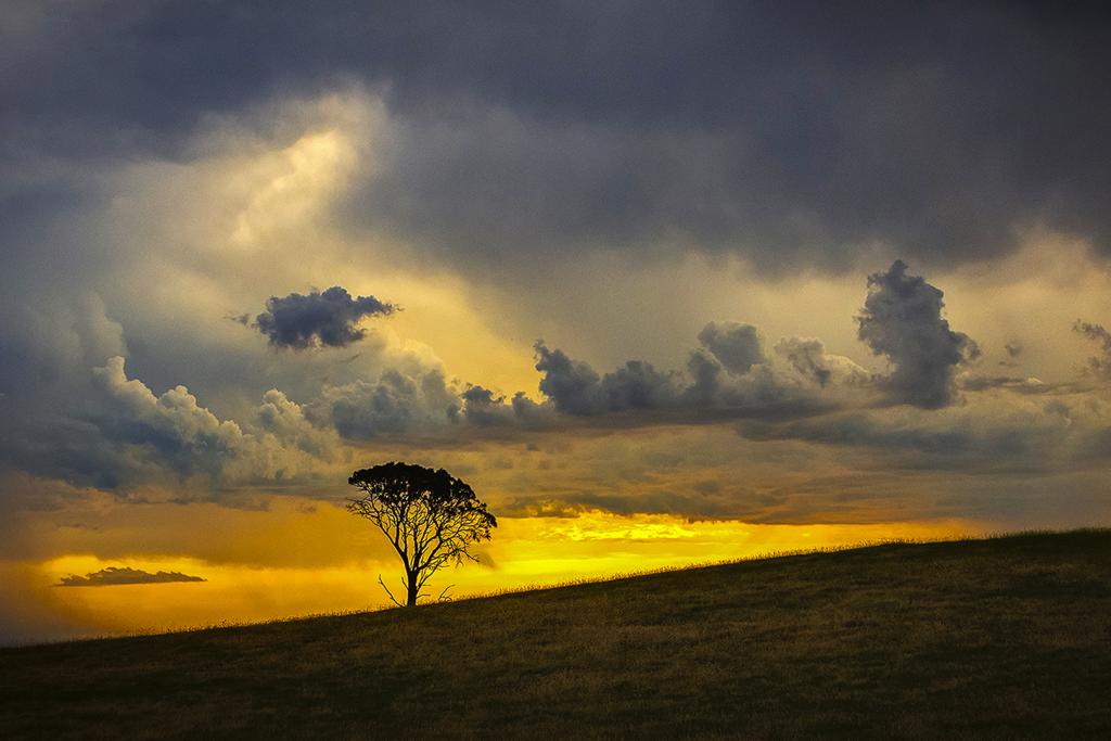 Lone Tree on the Cape by Margaret Edwards