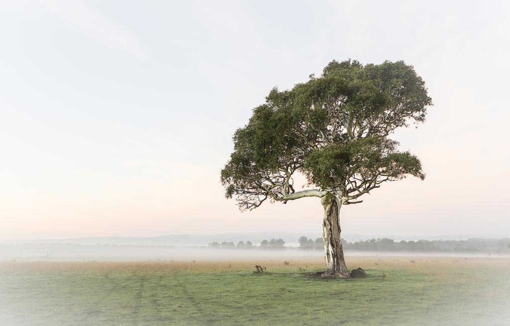 Lone Tree in the Mist by Margaret Edwards