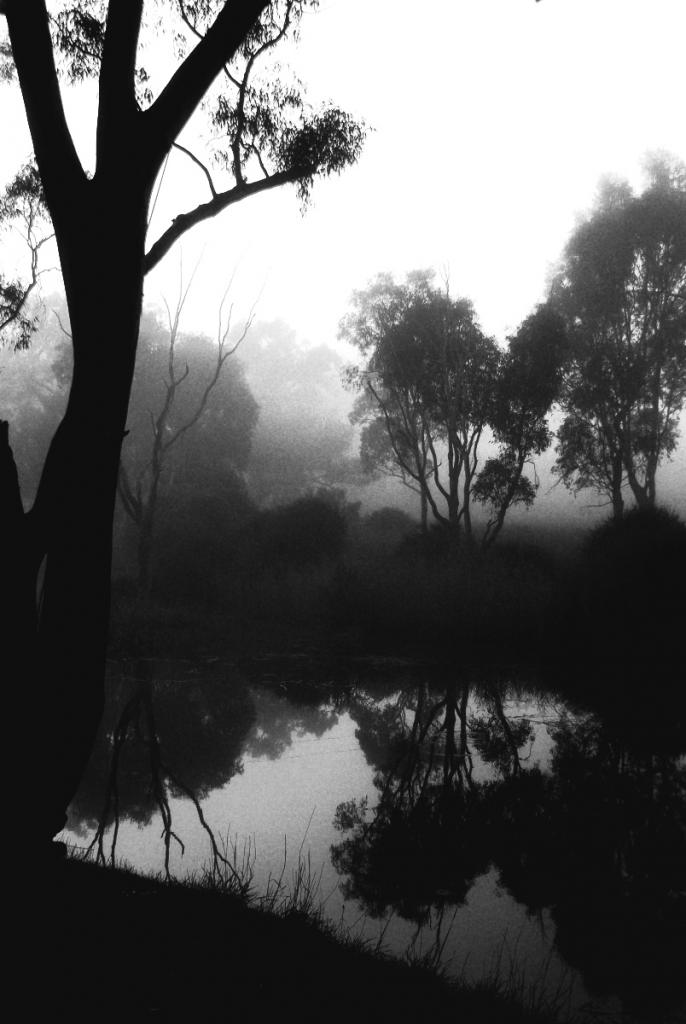 Dawn mist by Chris Fitzgerald