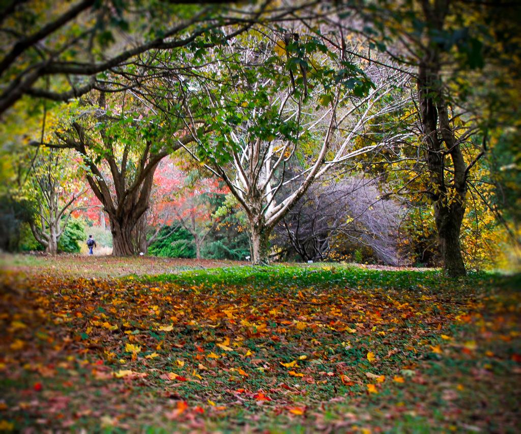 Light in Autumn Leaves by Caroline Mann