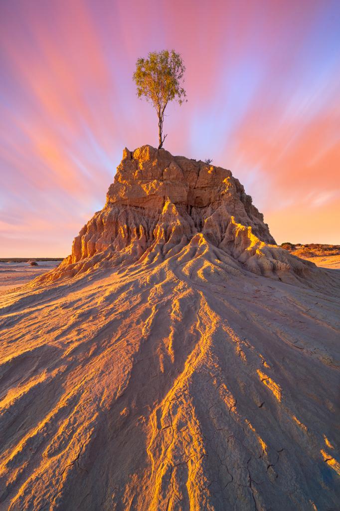 Desert Sentinel by Malcolm Gamble