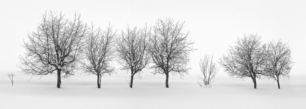 Hokkaido Winter Trees Row by Malcolm Gamble