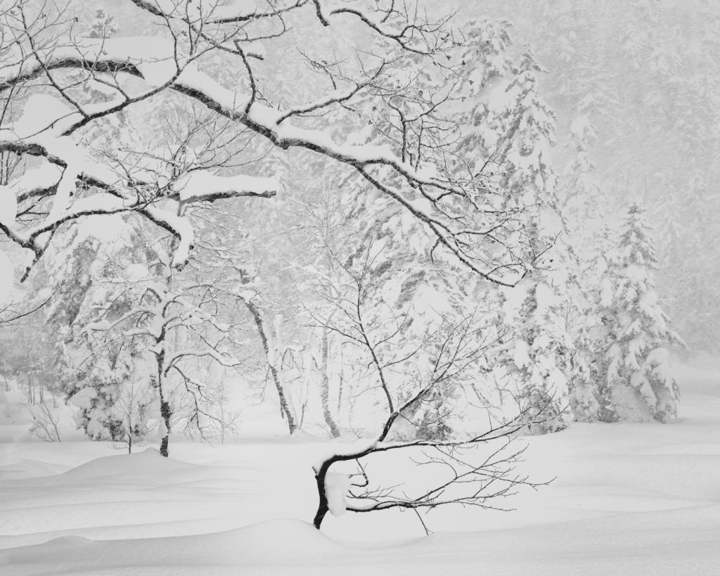 Shaped by Jan Presnell