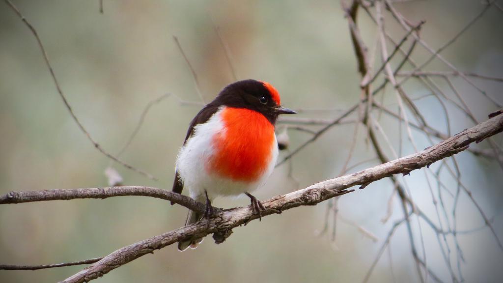 Red-capped Robin by Diane Peters