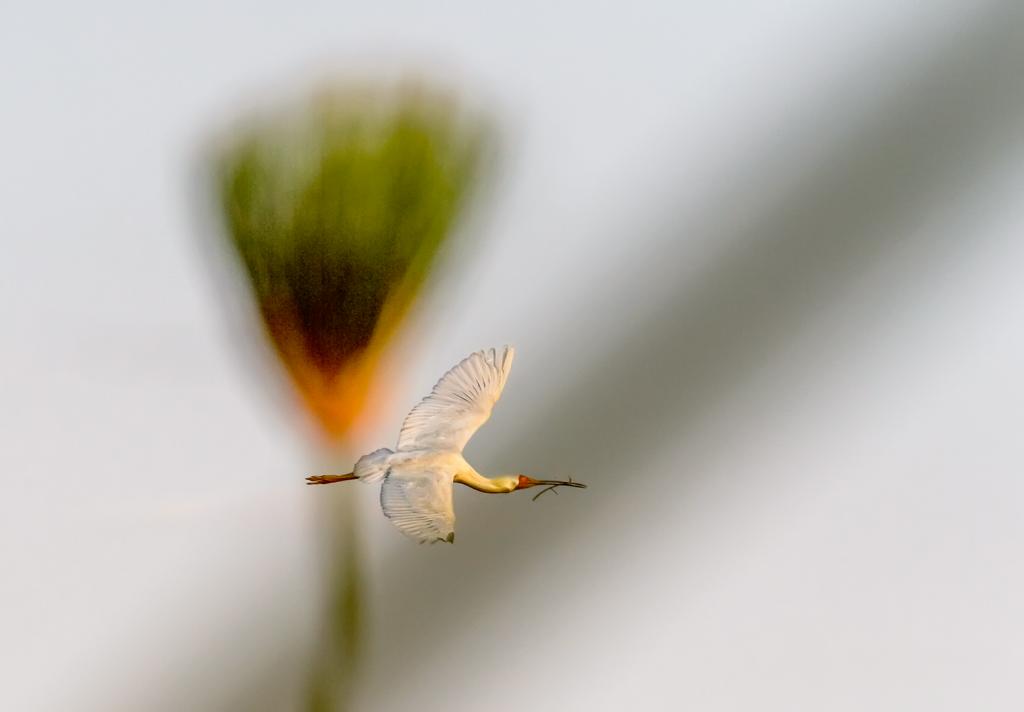 Spoonbill and Flower by Peter Calder