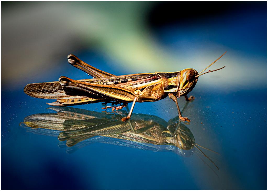 Locust on glass by John Furey