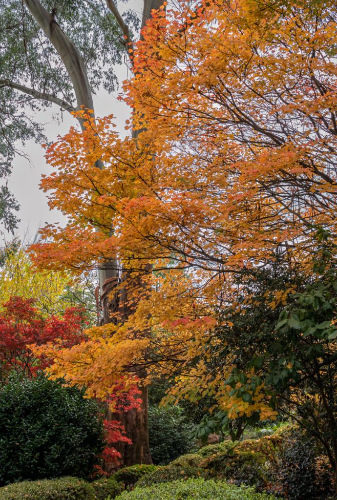 Autumn Colour by David Davidson