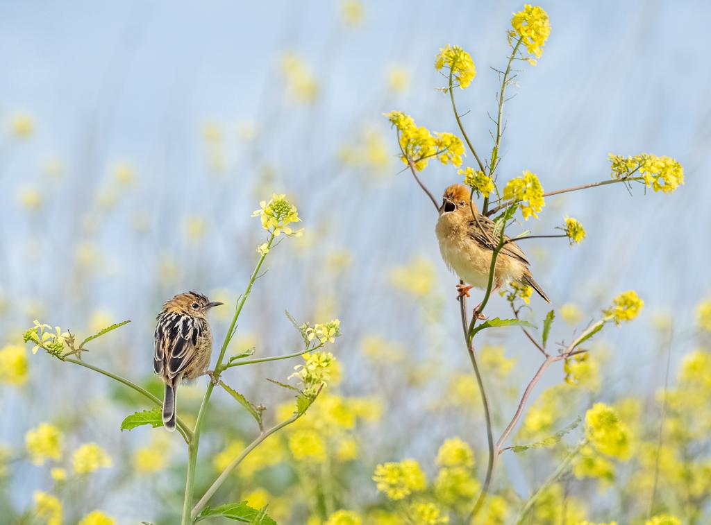 Spring Song by Michiko Iida