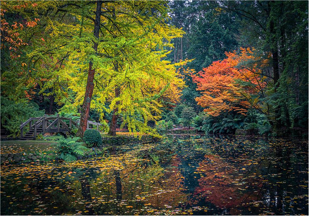 Autumn in Sassafrass by Ray Bowden