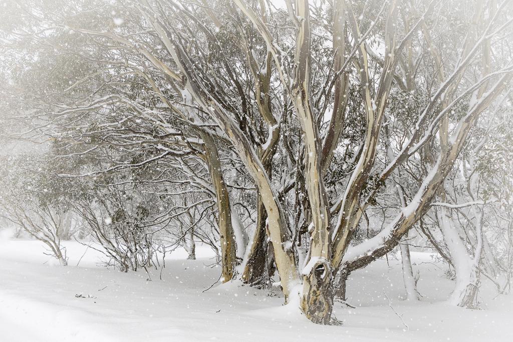 Snow amongst the Snowgums by Margaret Edwards