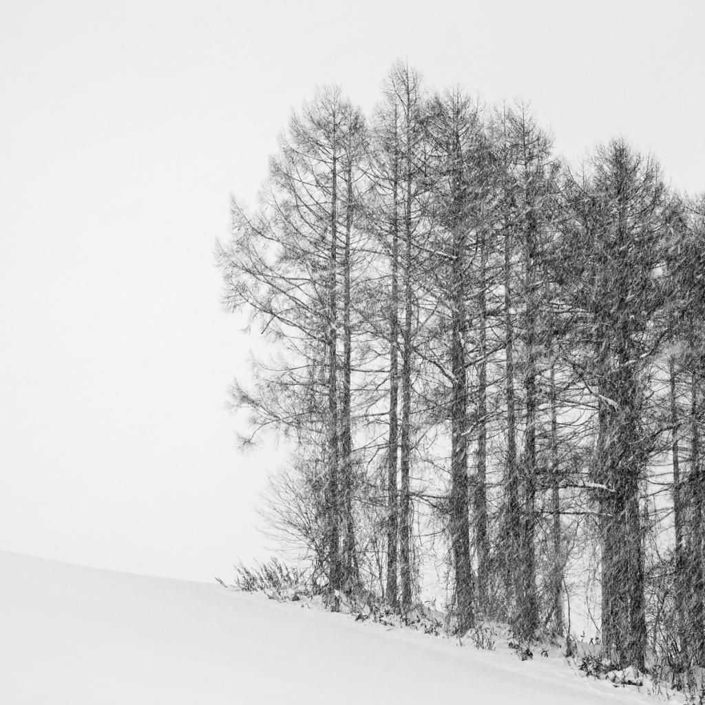Pencil Pines Heavy Snow by Malcolm Gamble