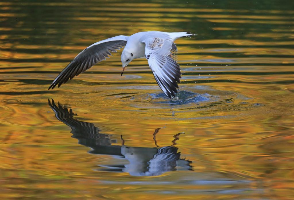 Black Headed Gull by Ron Cooper - CCC